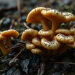 Olajgomba a földön, élénk színnel és részletes textúrával.