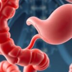 A Vater-papilla és az emésztőrendszer anatómiai ábrázolása.