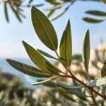 Olajfalevél a mediterrán tájon, egészség és vitalitás szimbóluma.