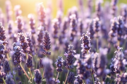 Levendula virágok, amelyek levendula illóolaj készítéséhez használhatók.