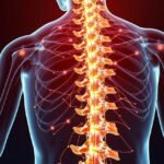 A gerincvelő és idegrendszer működése az emberi testen.