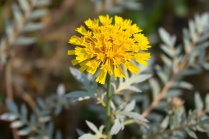 Olasz szalmagyopár (Helichrysum italicum) virágzó növény