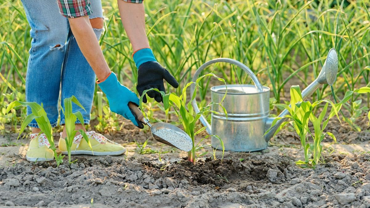 Nyári növénygondozás: így védd meg a kertet a hőségtől és a kiszáradástól 1 Kertész locsolás és tápanyag hozzáadása nyáron